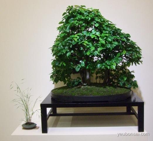 Bonsai, cây cảnh nghệ thuật, cay canh nghe thuat, cây thế, cay the, triển lãm cây cảnh nghệ thuật, trien lam cay canh nghe thuat